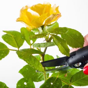Top Of Seven The Best Tin Snips That Will Be Useful For Gardening