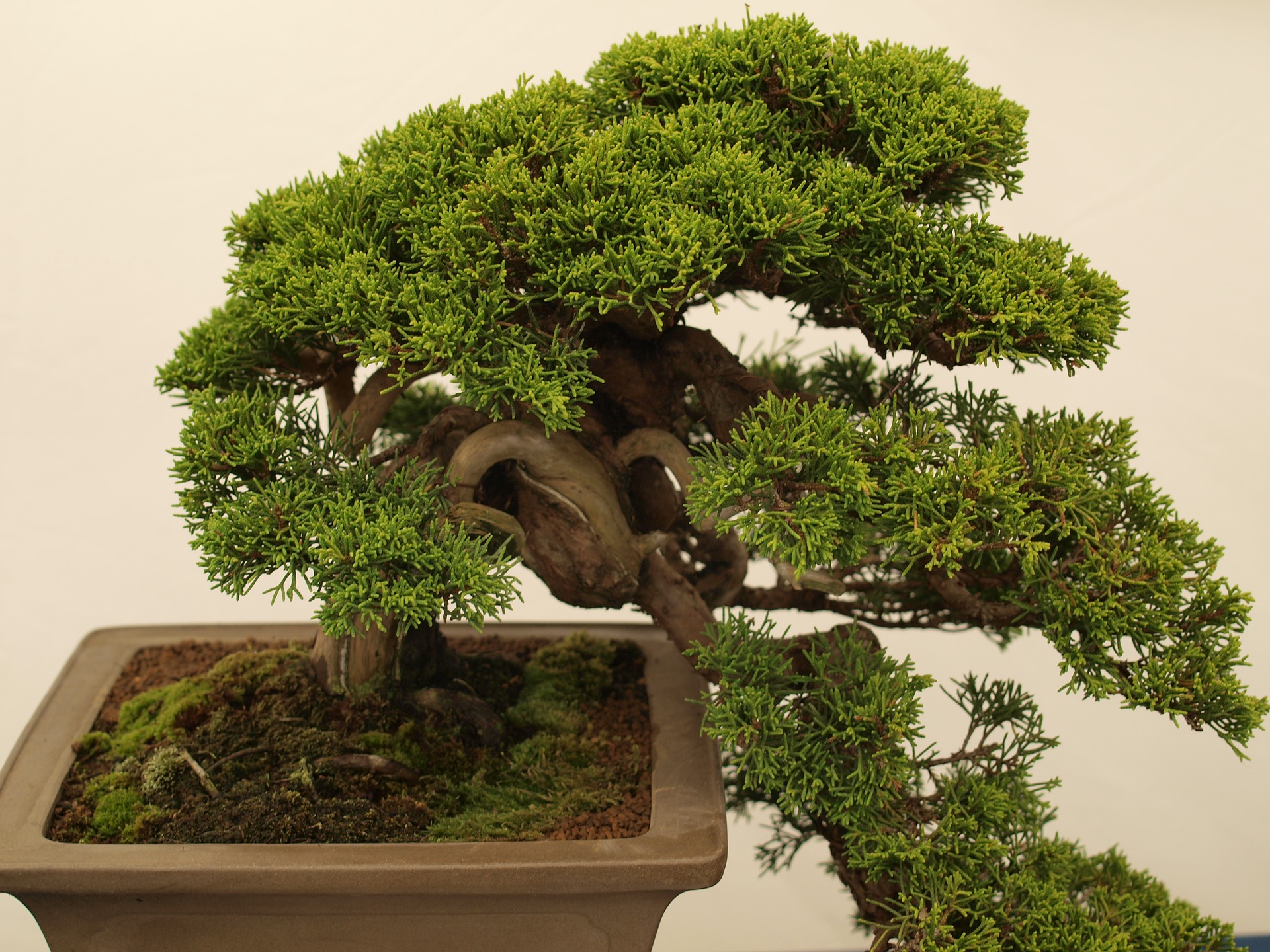Where To Plant Bonsai Tree?
